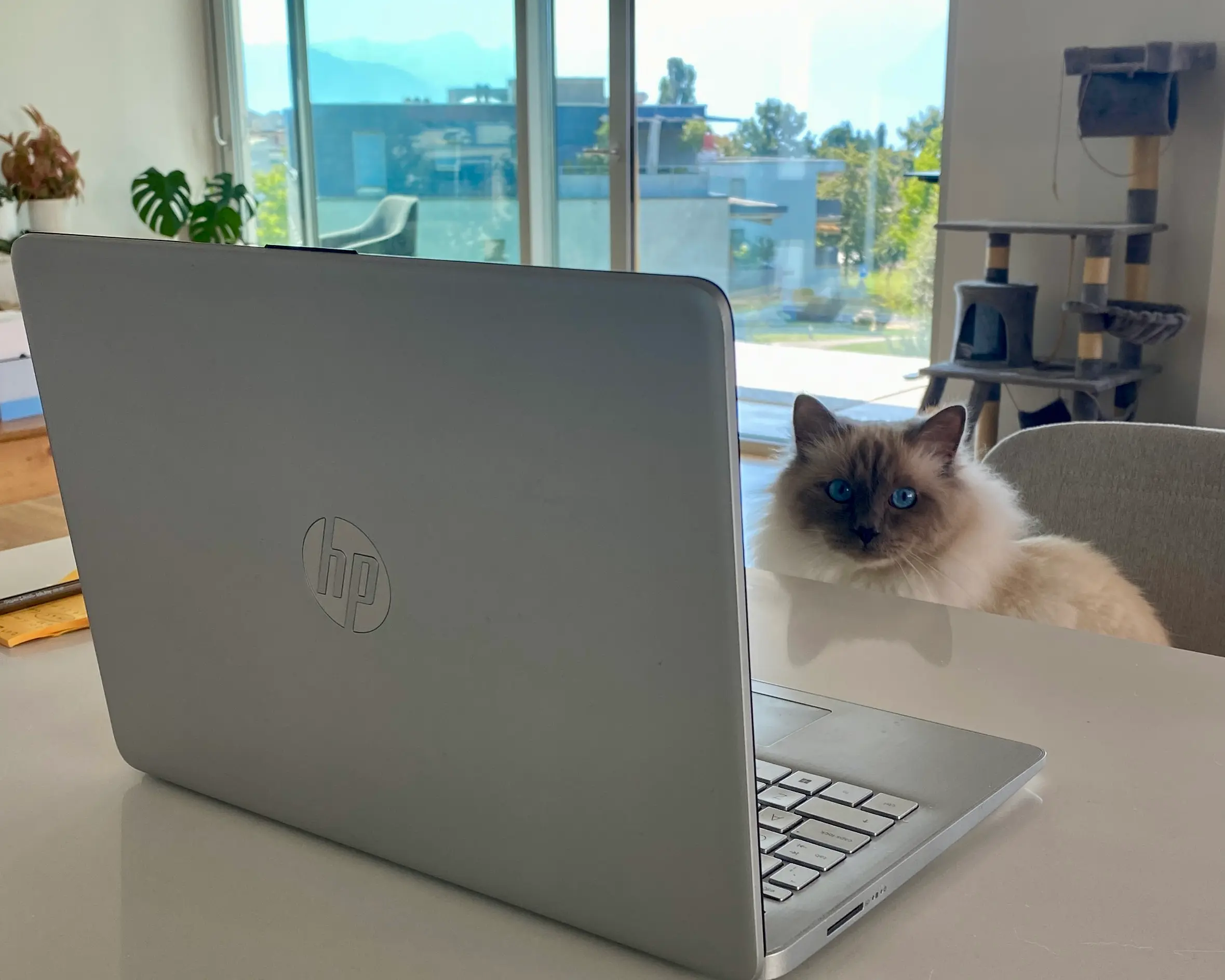 A cat at a laptop putting together these referral codes