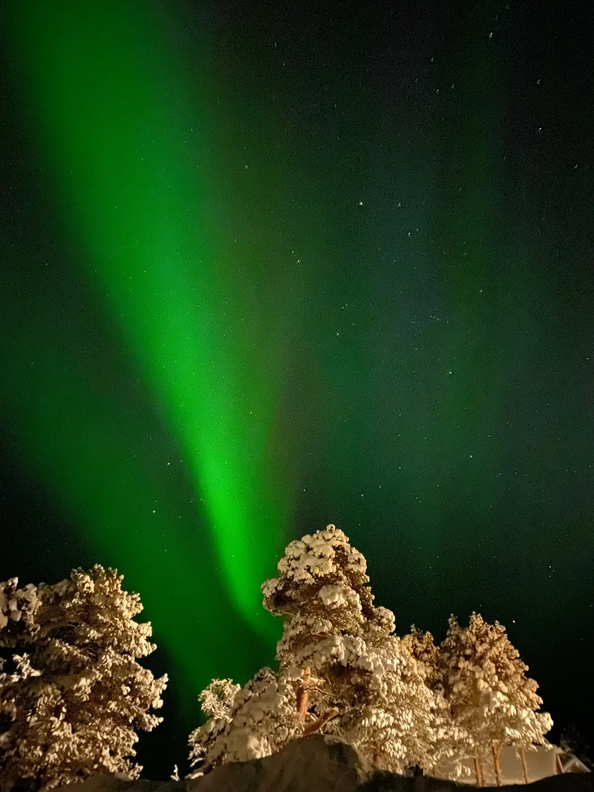 Green northern lights over snow-covered trees in Finnish Lapland.
