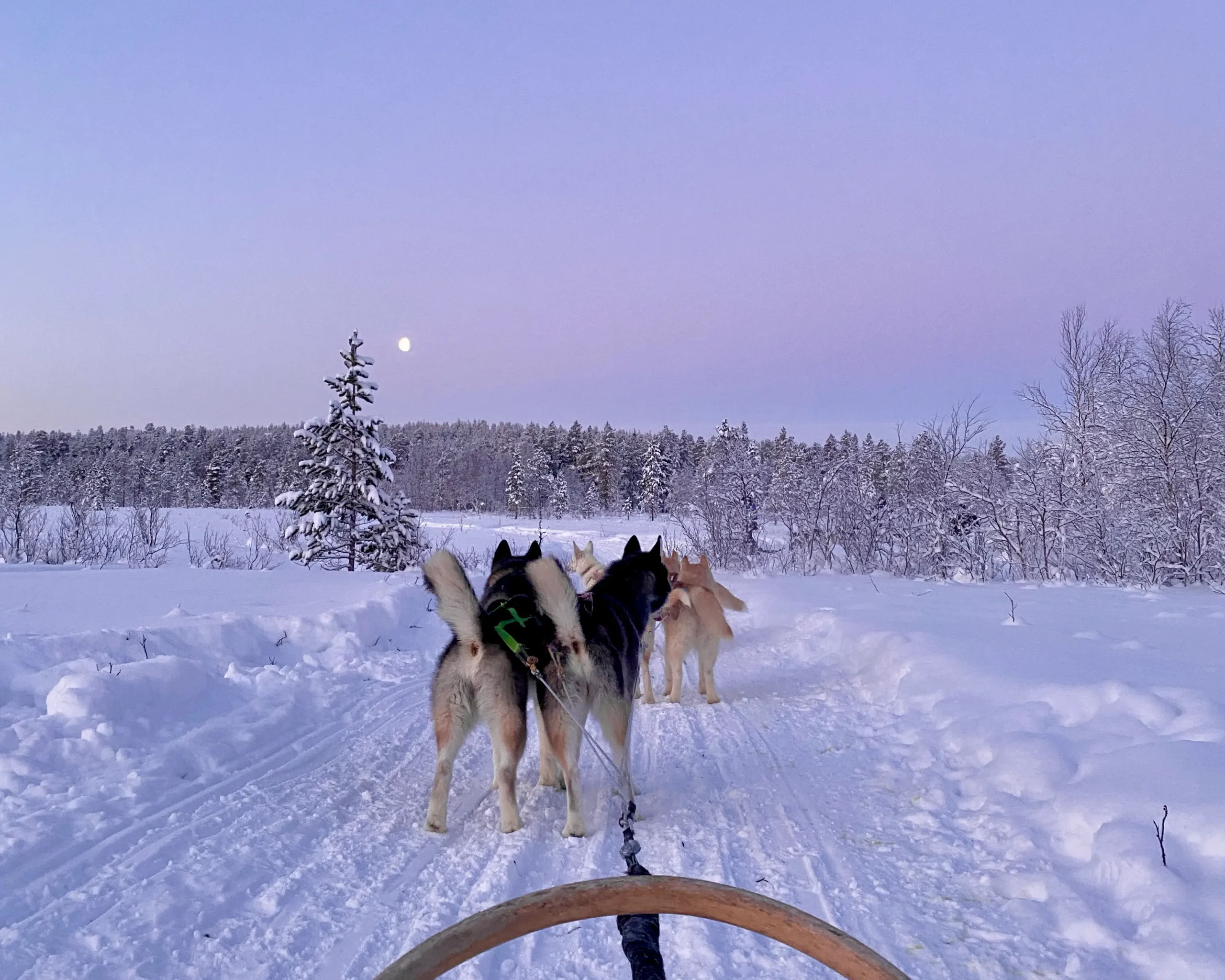 Dog sledding through the snowy forests of Finnish Lapland.