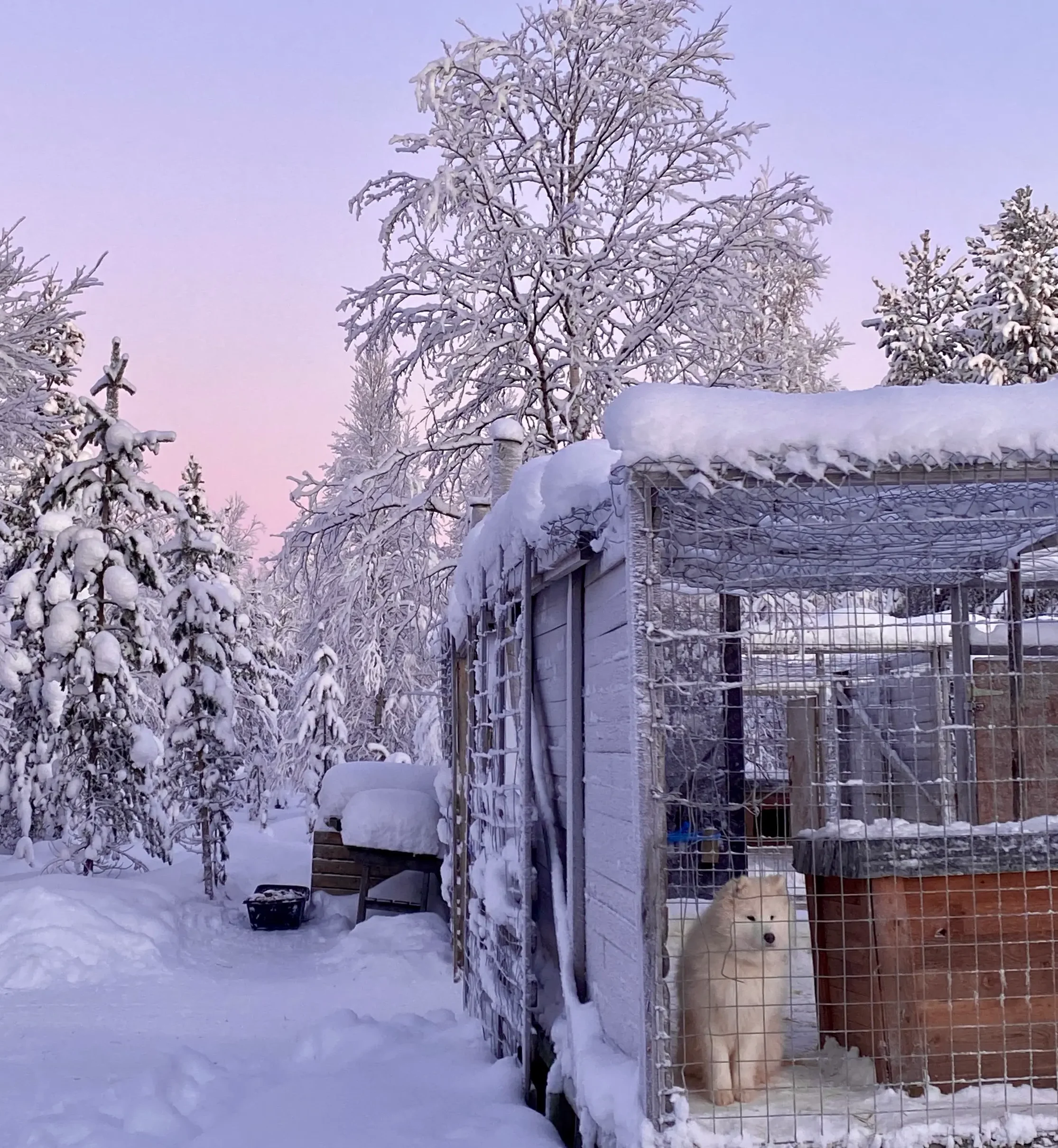Husky dog in a snow-covered enclosure surrounded by frosty trees in Finnish Lapland.