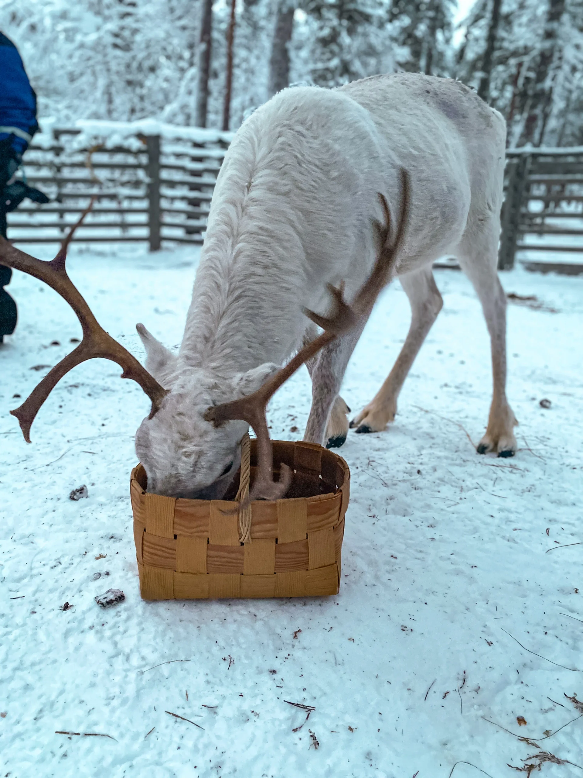 Reindeer feeding from a wooden basket in a snowy forest in Finnish Lapland.